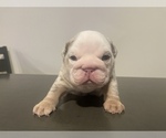 Small Photo #16 English Bulldog Puppy For Sale in PORT SAINT LUCIE, FL, USA