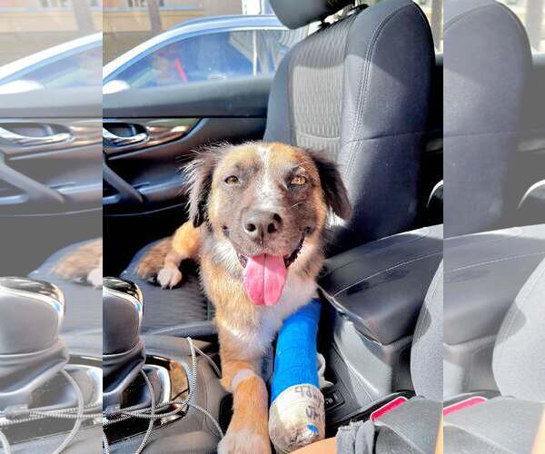 Medium Photo #2 Mutt Puppy For Sale in Miami, FL, USA