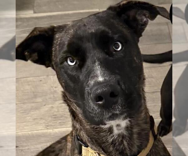 Medium Photo #11 Labrador Retriever-Unknown Mix Puppy For Sale in San Diego, CA, USA