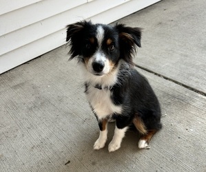 Australian Shepherd Puppy for sale in SANFORD, MI, USA