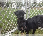 Puppy Red Collar Pug
