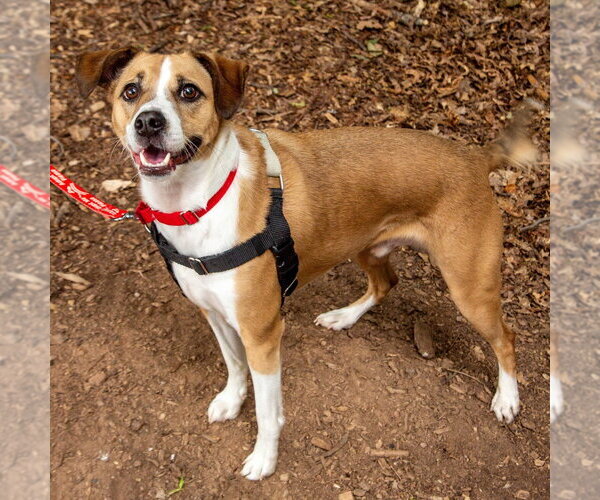 Medium Photo #11 Mutt Puppy For Sale in Canton, CT, USA