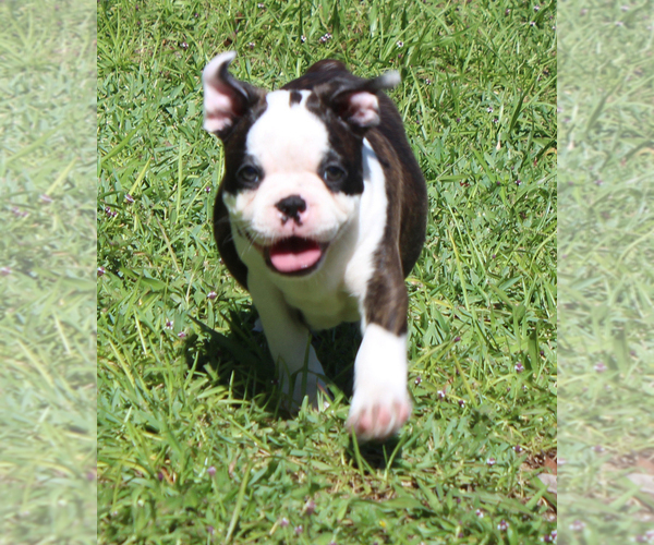 Medium Photo #11 Boston Terrier Puppy For Sale in BROOKSVILLE, FL, USA