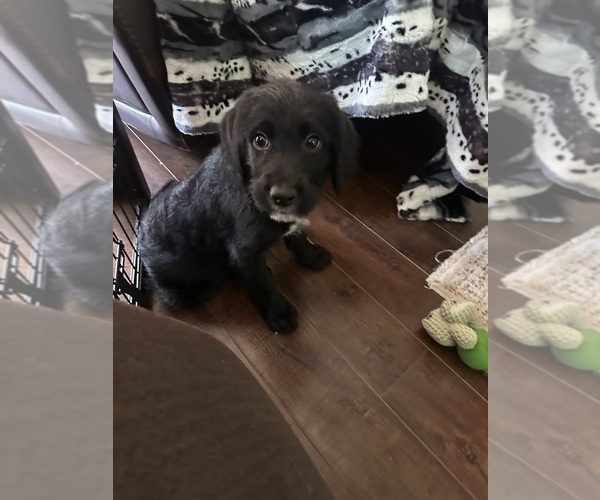 Medium Photo #19 Labradoodle Puppy For Sale in KIRKSVILLE, MO, USA