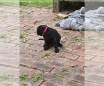 Small #1 Labrador Retriever
