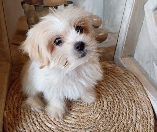 Medium Photo #1 Shorkie Tzu Puppy For Sale in TYLER HILL, PA, USA