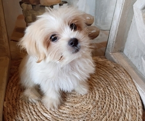 Shorkie Tzu Puppy for sale in TYLER HILL, PA, USA