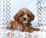 Small #3 Cavapoo (Miniature)