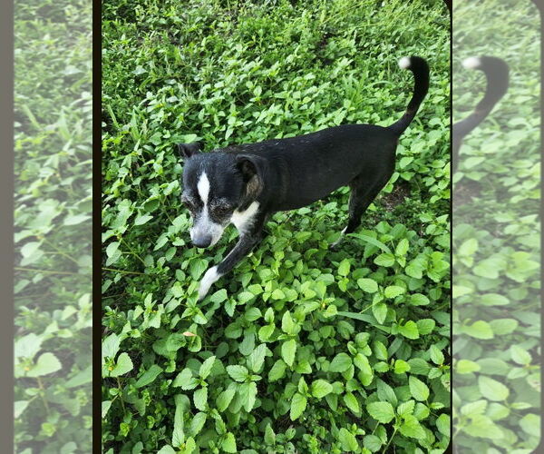 Medium Photo #3 Chihuahua Puppy For Sale in San Antonio, TX, USA