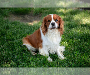 Father of the Cavalier King Charles Spaniel puppies born on 05/13/2025