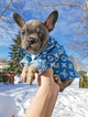 Small Photo #37 French Bulldog Puppy For Sale in MARYSVILLE, WA, USA
