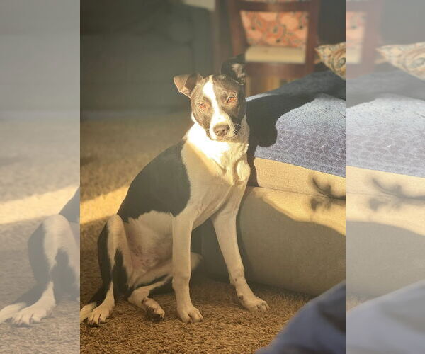 Medium Photo #4 Mutt Puppy For Sale in Germantown, OH, USA