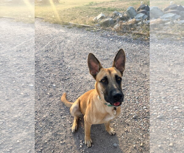 Medium Photo #3 German Shepherd Dog-Unknown Mix Puppy For Sale in Polson, MT, USA