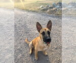 Small #2 German Shepherd Dog Mix