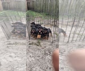 Rottweiler Puppy for sale in LAKELAND, FL, USA