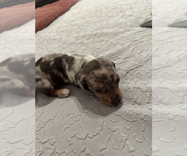 Medium Photo #2 Dachshund Puppy For Sale in TULSA, OK, USA
