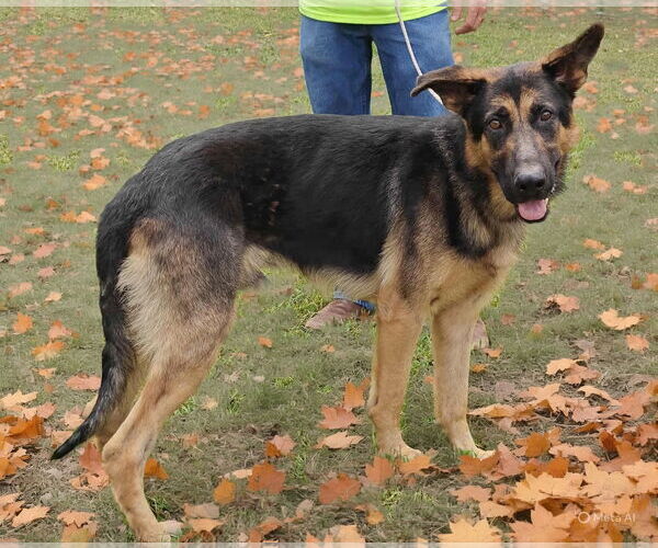 Medium Photo #4 German Shepherd Dog Puppy For Sale in Talladega, AL, USA