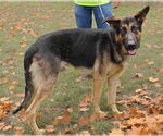 Small #3 German Shepherd Dog