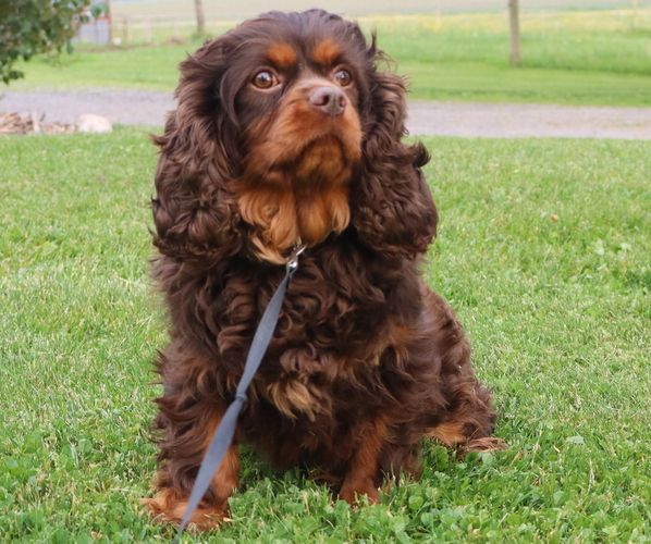 Medium Photo #1 Cavapoo Puppy For Sale in THORP, WI, USA