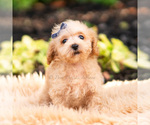 Small Photo #17 Maltipoo (Miniature) Puppy For Sale in WARSAW, IN, USA