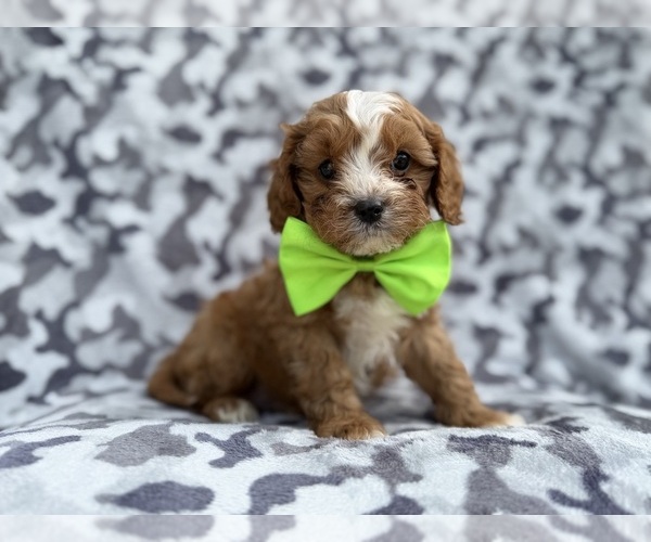 Medium Photo #3 Cavapoo (Miniature) Puppy For Sale in LAKELAND, FL, USA