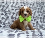 Small #2 Cavapoo (Miniature)