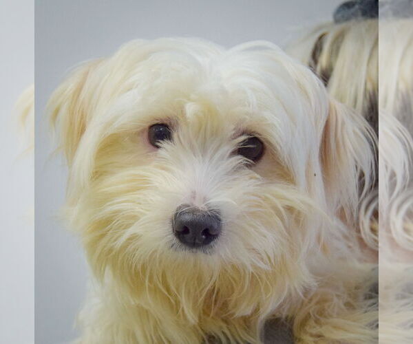 Medium Photo #6 Maltese Puppy For Sale in Huntley, IL, USA