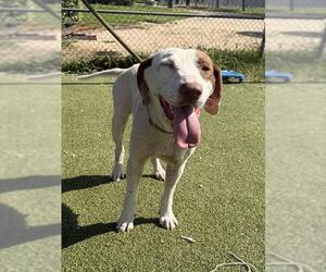 Pointer-Unknown Mix Dogs for adoption in Pasadena, TX, USA