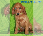 Small Photo #7 Irish Setter Puppy For Sale in EXCELSIOR SPRINGS, MO, USA