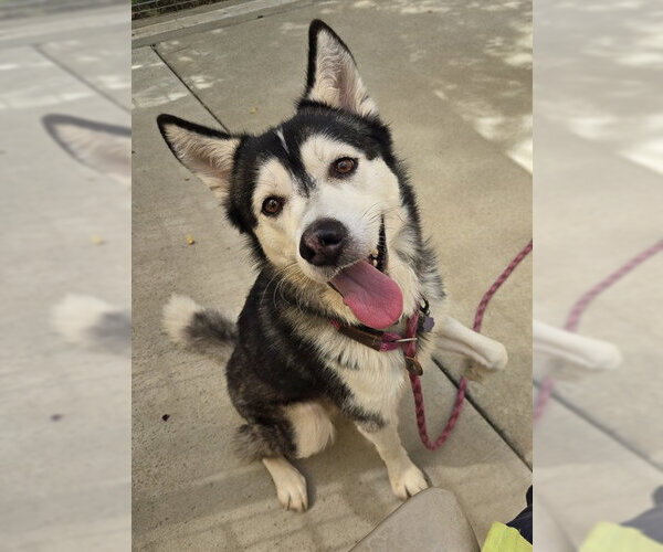 Medium Photo #1 Siberian Husky Puppy For Sale in Sacramento, CA, USA
