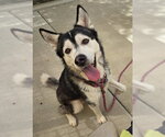 Small Siberian Husky