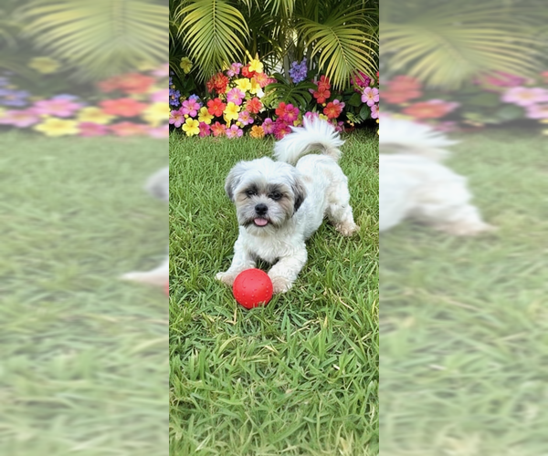 Medium Photo #2 Shih Tzu Puppy For Sale in Weston, FL, USA