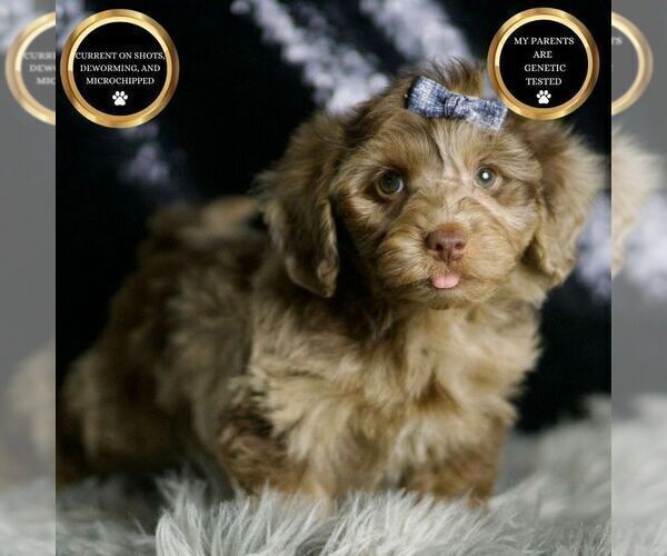 Medium Photo #110 YorkiePoo Puppy For Sale in WARSAW, IN, USA
