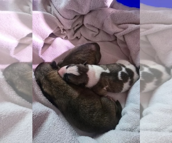 Medium Photo #16 Akita Puppy For Sale in HUTCHINSON, MN, USA