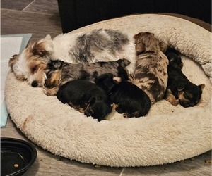 Mother of the Yorkshire Terrier puppies born on 06/05/2025