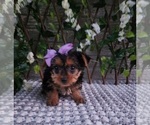 Small #2 Yorkshire Terrier