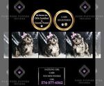 Small Photo #9 Poodle (Miniature) Puppy For Sale in WARSAW, IN, USA