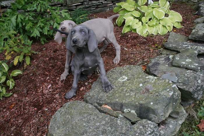 Medium Photo #1 Weimaraner Puppy For Sale in SCHENECTADY, NY, USA
