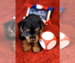 Small #12 Yorkshire Terrier