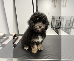 Bernedoodle (Miniature) Puppy for sale in CARMEL, IN, USA