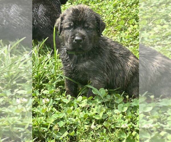 Medium Photo #3 English Mastweiler Puppy For Sale in OSCEOLA, MO, USA
