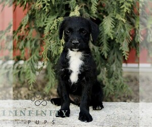 Bossi-Poo Puppy for sale in RONKS, PA, USA
