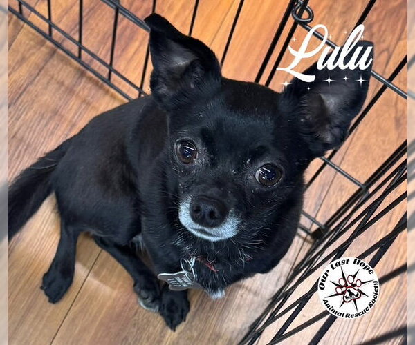 Medium Photo #4  Puppy For Sale in , 