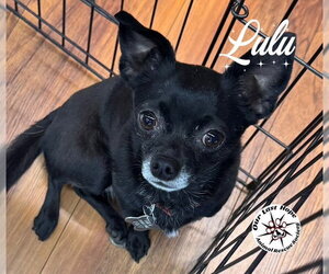 Chihuahua Dogs for adoption in Princeton, British Columbia, Canada