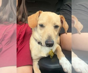 Breadstick - Male Chiweenie Dog for Adoption - Photo #8