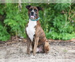 Small #1 Plott Hound