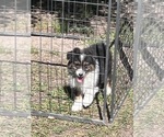 Small Photo #3 Australian Shepherd Puppy For Sale in MARION, SC, USA