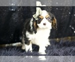 Small Photo #56 Cavalier King Charles Spaniel Puppy For Sale in WARSAW, IN, USA