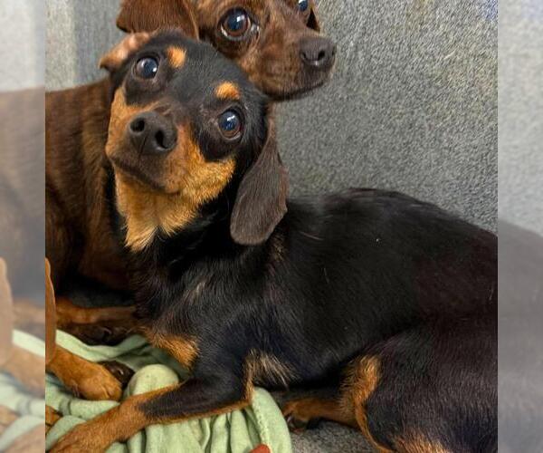 Medium Photo #1 Chihuahua Puppy For Sale in San Antonio, TX, USA