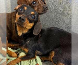 Chihuahua Dogs for adoption in San Antonio, TX, USA